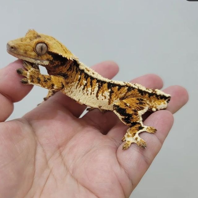 트라이