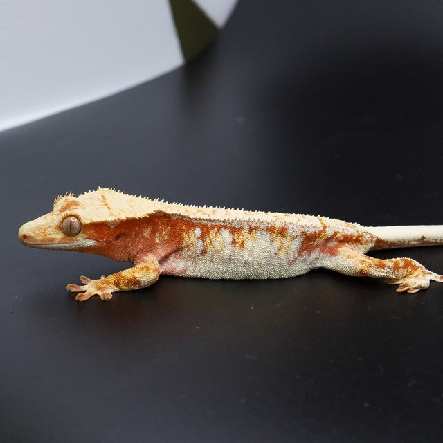 레드 화이트 트라이