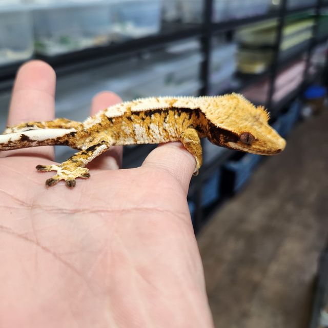 텐저린 트라이