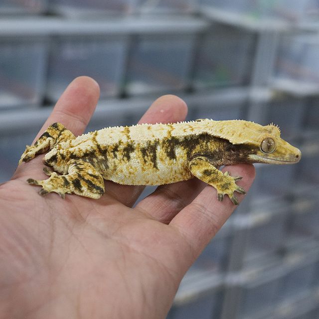 트라이