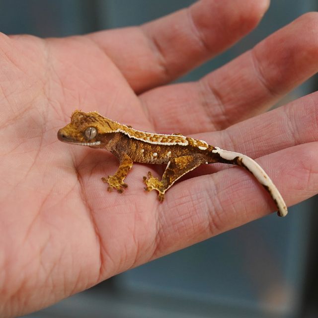 트라이