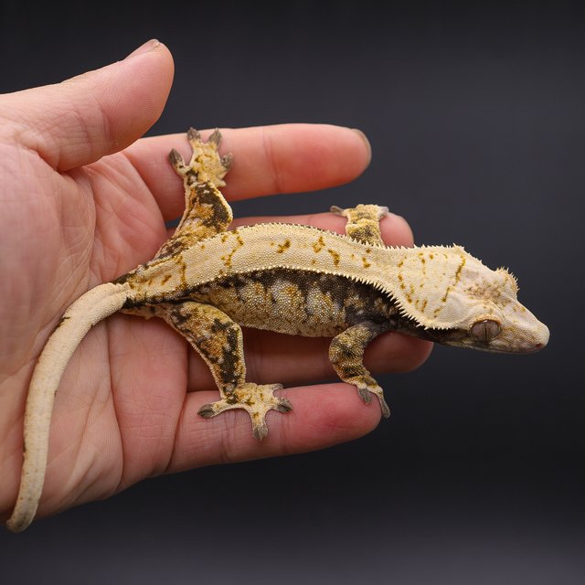 트라이 화이트스팟