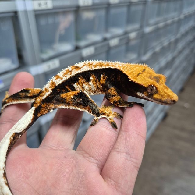 트라이 텐저린