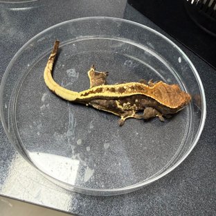 카푸치노 풀핀 트라이