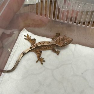 세이블