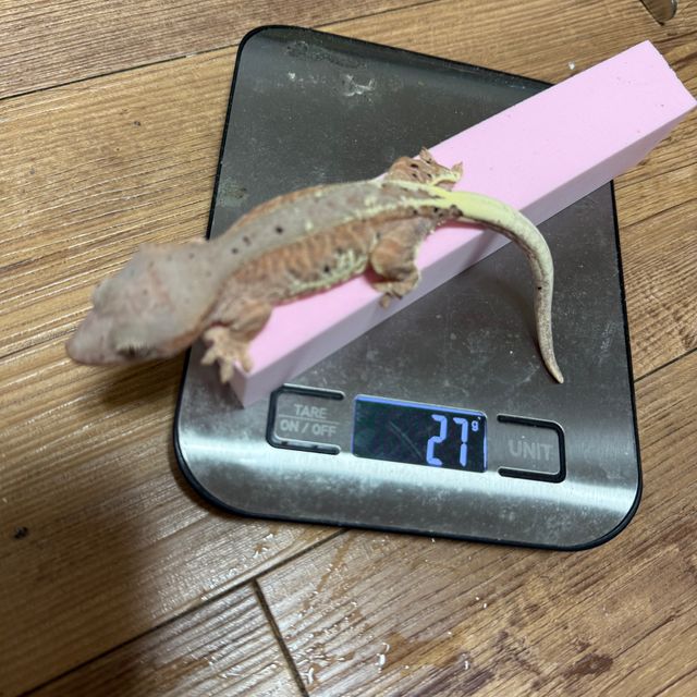 프라푸치노
