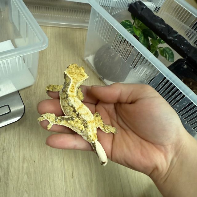 노멀 화이트스팟 드리피 화이트