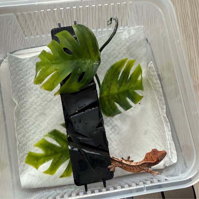 세이블