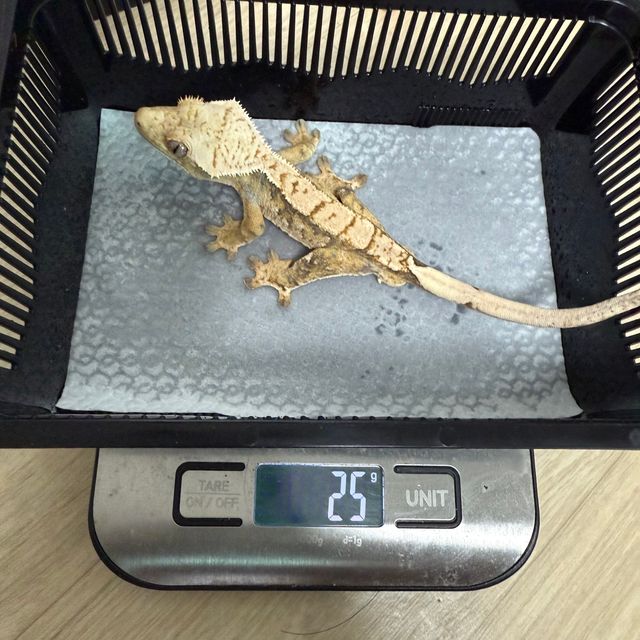 트라이 익스트림할리퀸