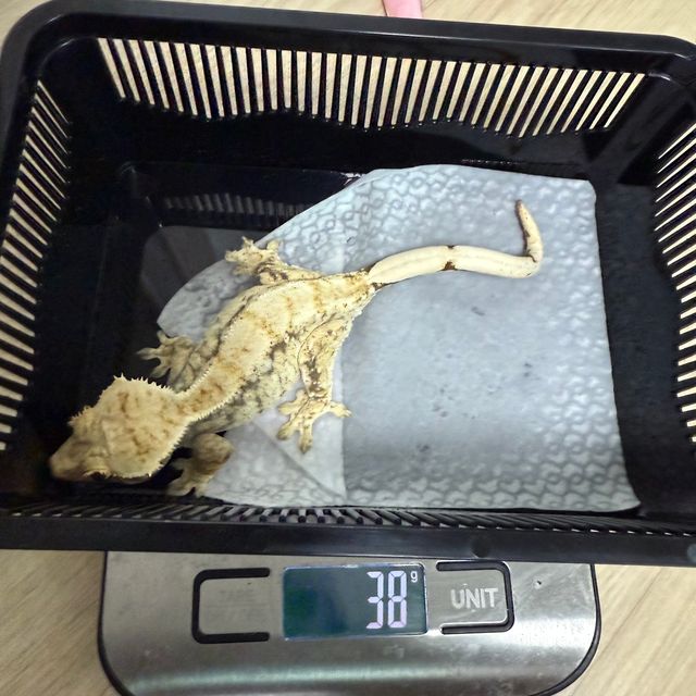 노멀 화이트스팟 드리피 화이트