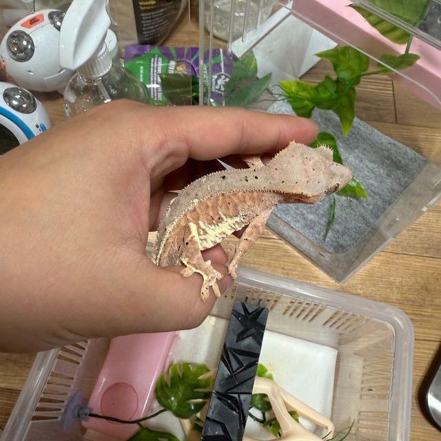 프라푸치노