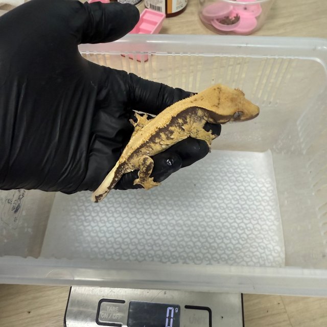 노멀 드리피 솔리드백