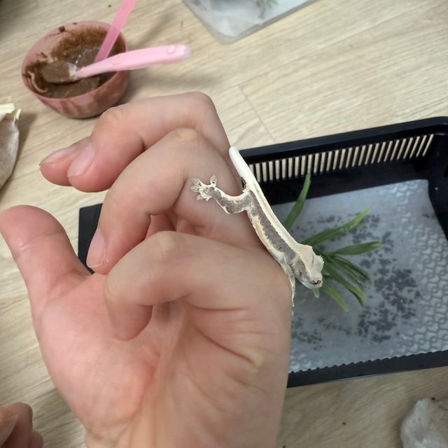 릴리화이트 솔리드백