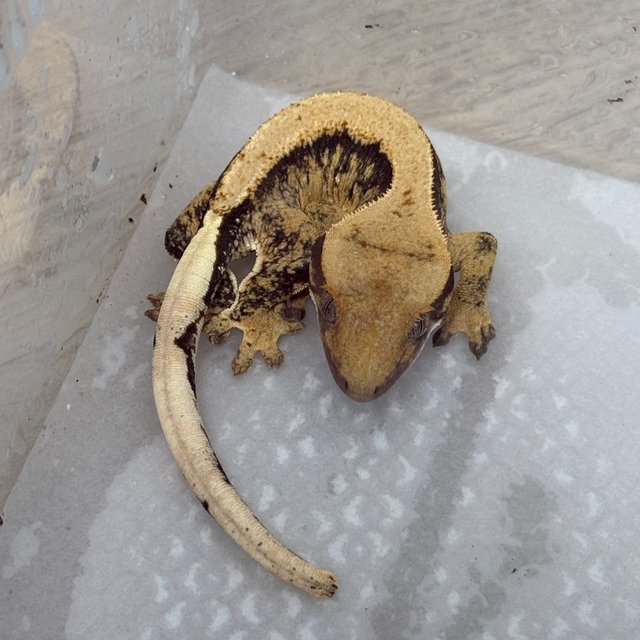 노멀 드리피 솔리드백