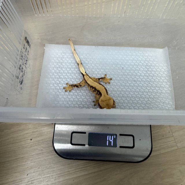 노멀 드리피 솔리드백