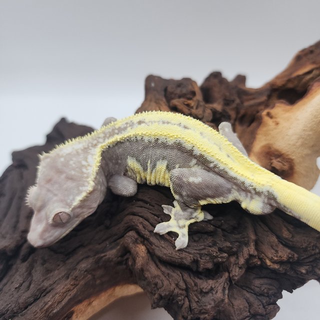 릴잔틱 핀스트라이프