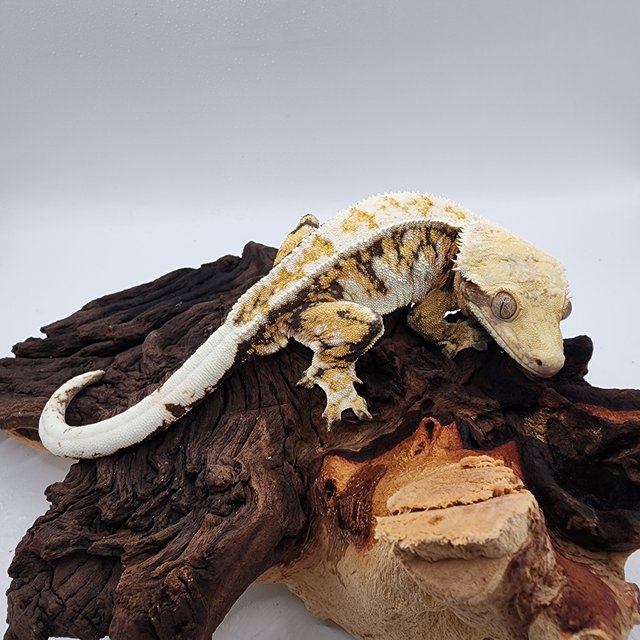 노멀 트라이 익스트림할리퀸