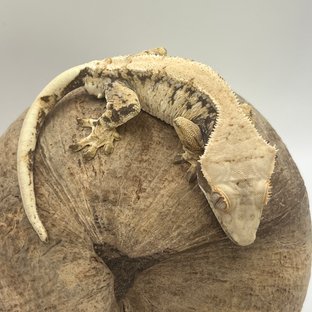 트라이 드리피 익스트림할리퀸 화이트스팟