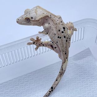 슈퍼달마시안