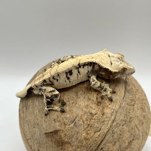 트라이 익스트림할리퀸 드리피 화이트스팟