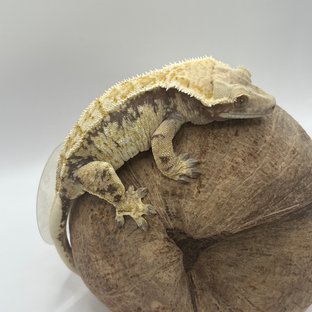 드리피 화이트스팟 트라이 익스트림할리퀸