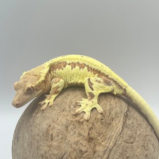 프라푸치노 레드