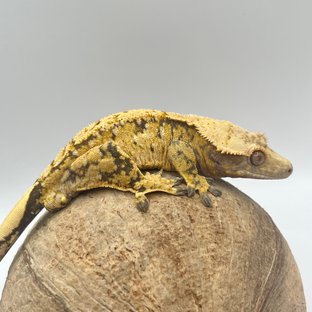 트라이 드리피 화이트스팟 익스트림할리퀸 텐저린