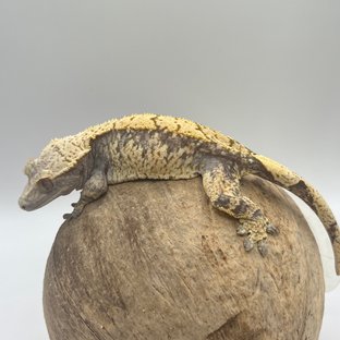 트라이 익스트림할리퀸 화이트스팟 드리피