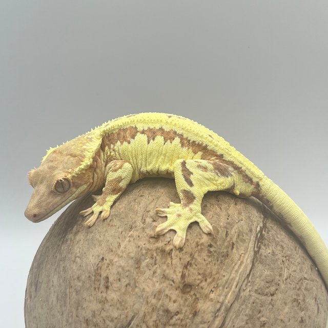 프라푸치노 레드