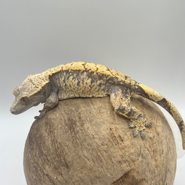 트라이 익스트림할리퀸 화이트스팟 드리피