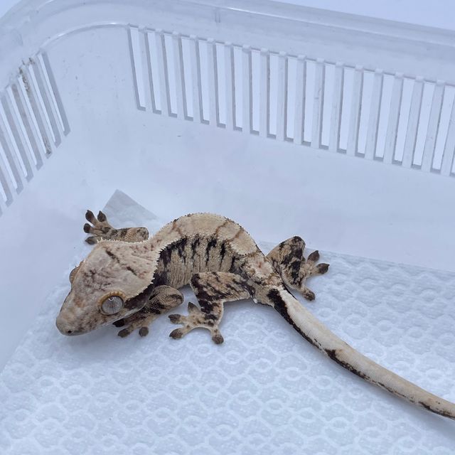 트라이 드리피 화이트스팟