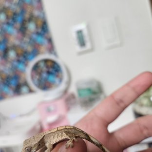 노멀 트라이 화이트스팟