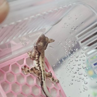 프라푸치노 화이트