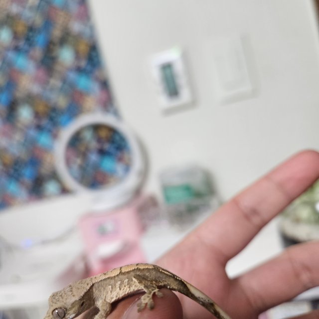 노멀 트라이 화이트스팟