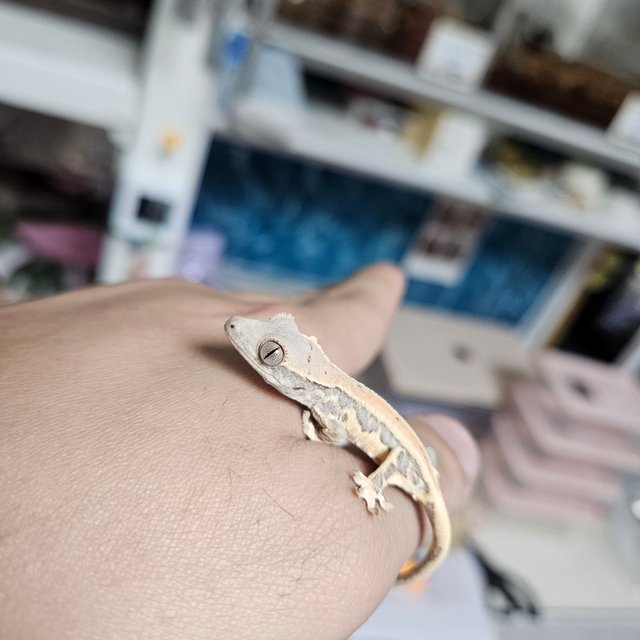 릴리화이트 레드