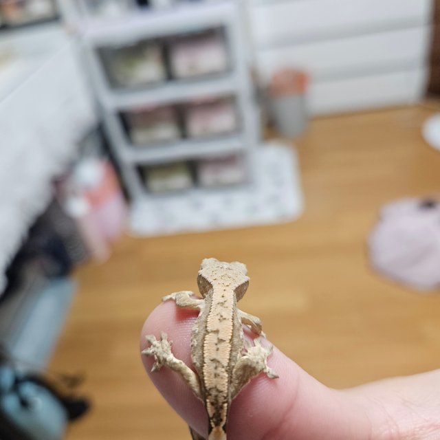 노멀 트라이 화이트스팟