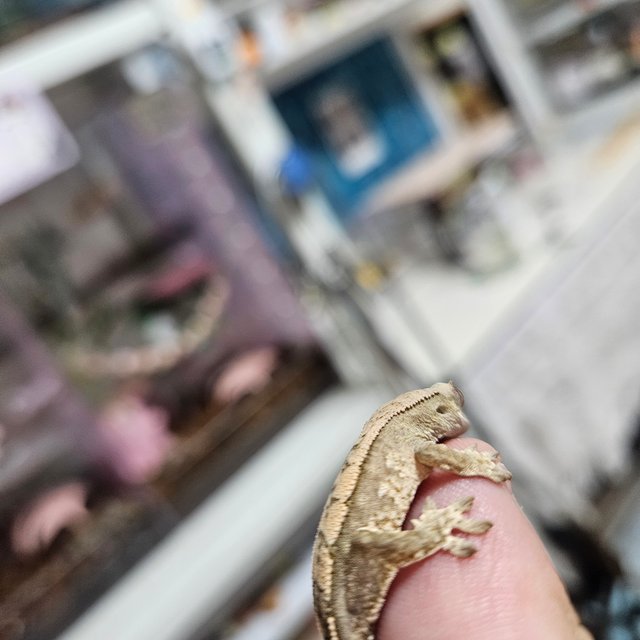 노멀 트라이 화이트스팟