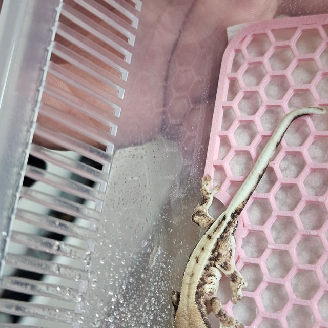 프라푸치노 화이트