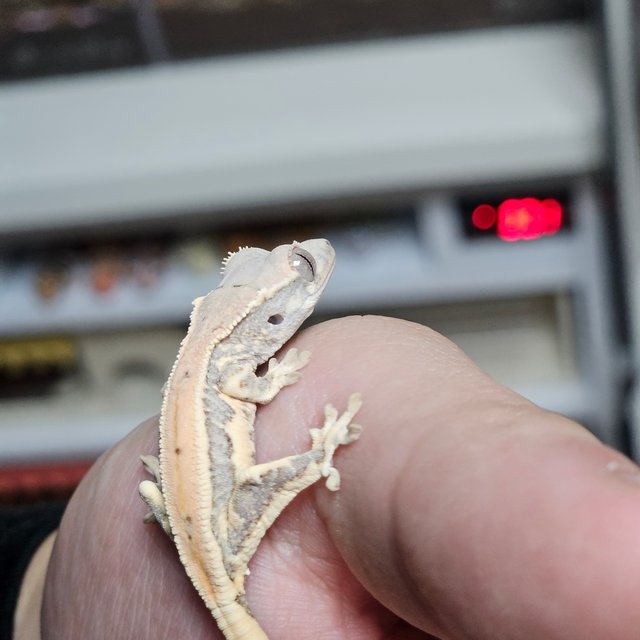 릴리화이트 레드