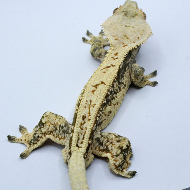 노멀 트라이 드리피