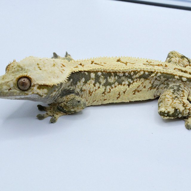 노멀 트라이 드리피