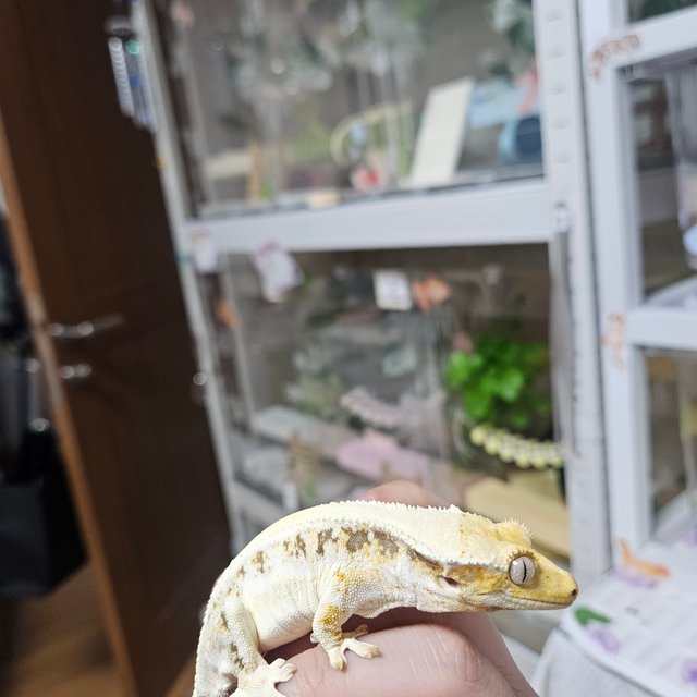 릴리화이트 트라이