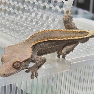 카푸치노 엠티백