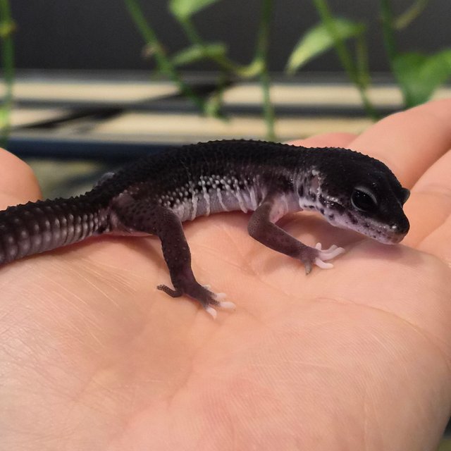 슈퍼스노우 블랙나이트