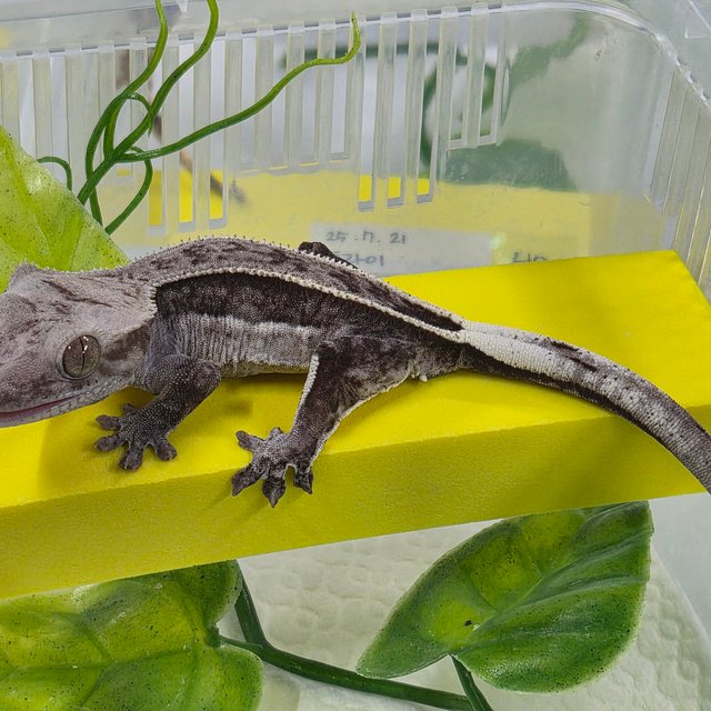 엠티백 쿼드 풀핀 아잔틱 화이트핀