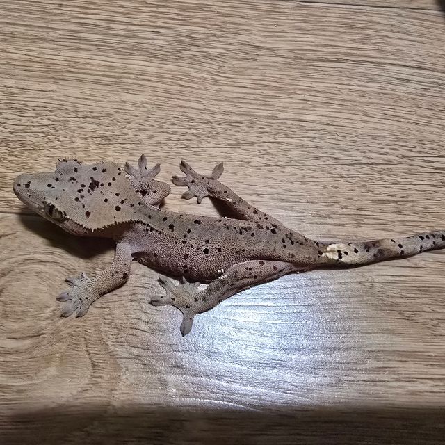 달마시안
