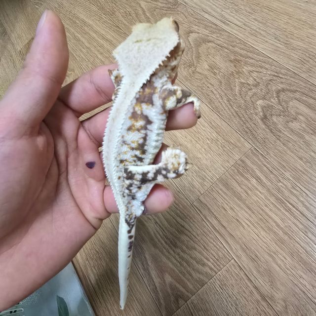 릴리화이트