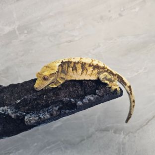 네오