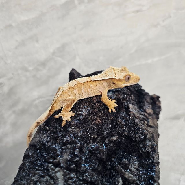 노멀 크림시클