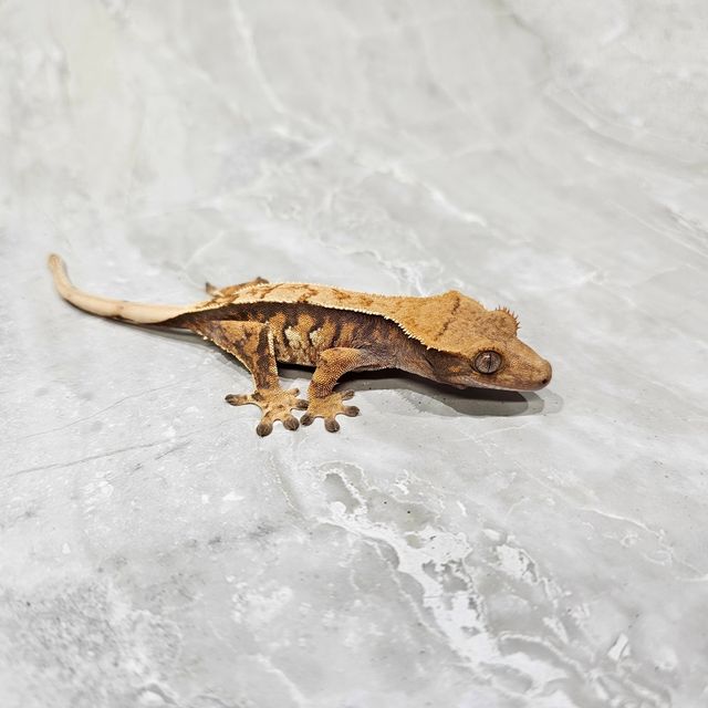 노멀 트라이 익스트림할리퀸